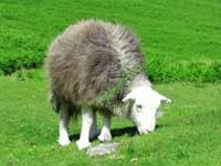 Herdwick sheep grazing