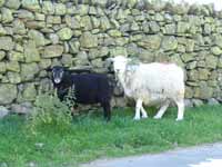 Herdwick family