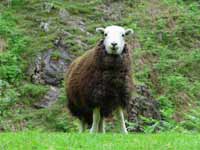 Herdwick